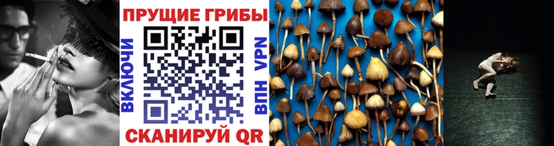 Псилоцибиновые грибы Psilocybine cubensis  mega онион  Приволжский  как найти закладки 